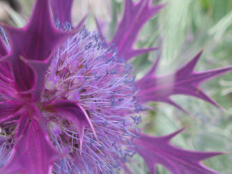 Eryngo, Eryngium leavenworthii (13)