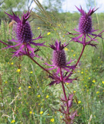 Eryngo, Eryngium leavenworthii (15)