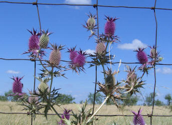 Eryngo, Eryngium leavenworthii (4)