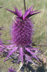 Eryngo, Eryngium leavenworthii (5)