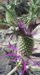 Eryngo, Eryngium leavenworthii (8)