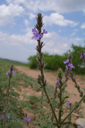 Fanleaf Vervain, Verbena plicata (3)