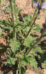 Fanleaf Vervain, Verbena plicata (5)