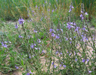 Fanleaf Vervain, Verbena plicata (6)