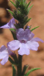 Fanleaf Vervain, Verbena plicata (7)