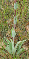 Fendler's Beardtongue, Penstemon fendleri (1)