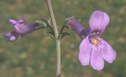 Fendler's Beardtongue, Penstemon fendleri (11)