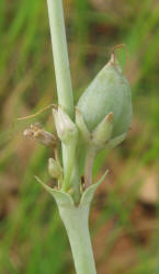 Fendler's Beardtongue, Penstemon fendleri (7)