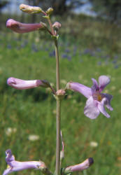 Fendler's Beardtongue, Penstemon fendleri (9)