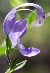 Forked Blue-curls, Trichostema dichotomum, Hill (4)