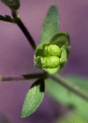 Forked Blue-curls, Trichostema dichotomum, Hill (5)