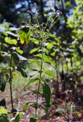 Forked Blue-curls, Trichostema dichotomum, Hill