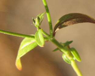 Forked Blue-curls, Trichostema dichotomum, VZ (1)