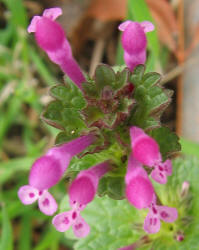 Henbit, Lamium amplexicaule (1)