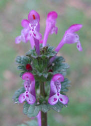 Henbit, Lamium amplexicaule (3)