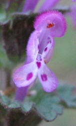 Henbit, Lamium amplexicaule (5)