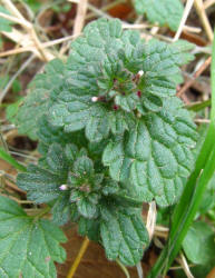 Henbit, Lamium amplexicaule