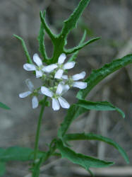 Hesper Mustard, Sisymbrium linearifolium