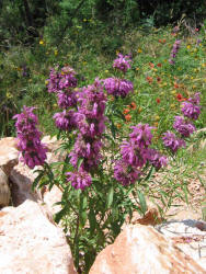 Horsemint, Monarda citriodora (12)