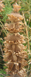 Horsemint, Monarda citriodora (13)