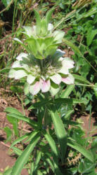 Horsemint, Monarda citriodora (9)