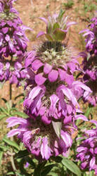 Horsemint, Monarda citriodora