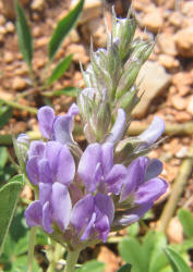 Largebract Indian Breadroot, Pediomelum cuspidatum (2)