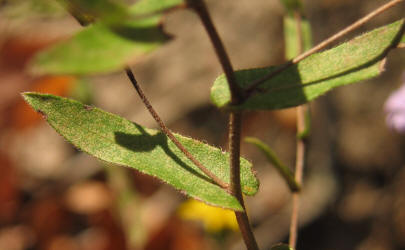 Late Purple Aster, Symphyotrichum patens,VZ (1)