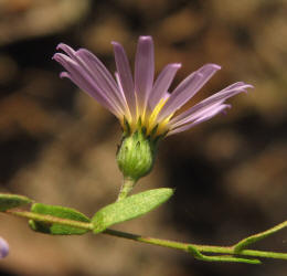 Late Purple Aster, Symphyotrichum patens,VZ (2)