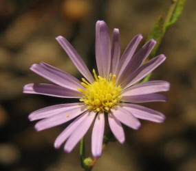 Late Purple Aster, Symphyotrichum patens,VZ (3)