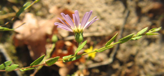 Late Purple Aster, Symphyotrichum patens,VZ