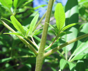 Lilac Chastetree, Vitex agnus-castus, neighbor (11)