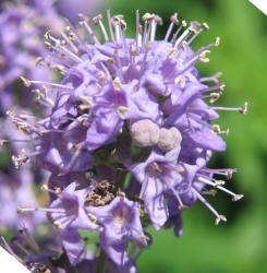 Lilac Chastetree, Vitex agnus-castus, neighbor (15)