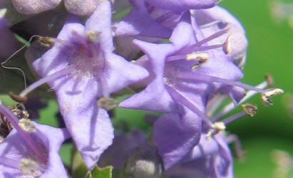 Lilac Chastetree, Vitex agnus-castus, neighbor (16)