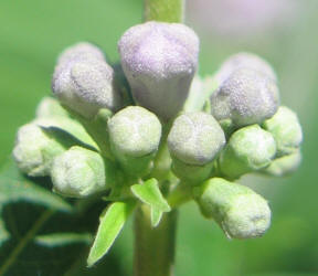 Lilac Chastetree, Vitex agnus-castus, neighbor (18)