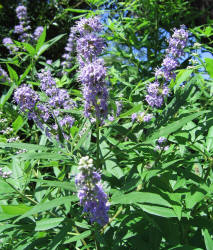 Lilac Chastetree, Vitex agnus-castus, neighbor (7)