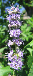 Lilac Chastetree, Vitex agnus-castus, neighbor (8)