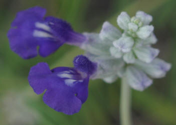 Mealy Sage, Salvia farinacea (7)