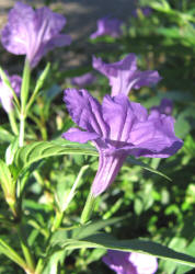 Mexican Petunia, Ruellia brittoniana (11)