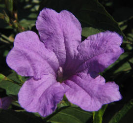 Mexican Petunia, Ruellia brittoniana (3)