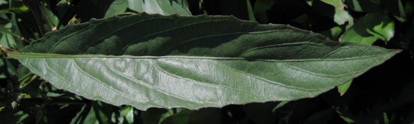 Mexican Petunia, Ruellia brittoniana (5)