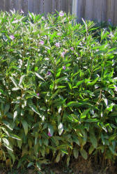 Mexican Petunia, Ruellia brittoniana