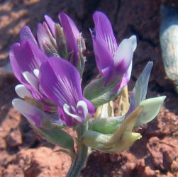 Missouri Milkvetch, Astragalus missouriensis (2)