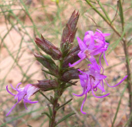 Narrow-leaf Gayfeather, Liatris mucronata (2)