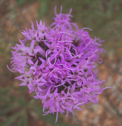 Narrow-leaf Gayfeather, Liatris mucronata (4)