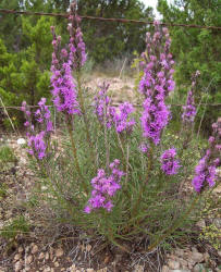 Narrow-leaf Gayfeather, Liatris mucronata (5)