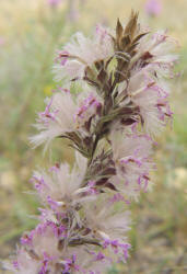 Narrow-leaf Gayfeather, Liatris mucronata (8)