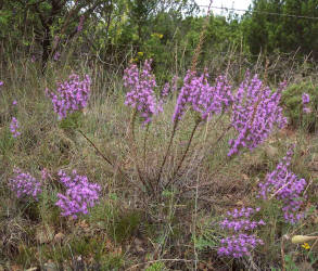 Narrow-leaf Gayfeather, Liatris mucronata, variant (1)