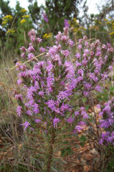 Narrow-leaf Gayfeather, Liatris mucronata, variant