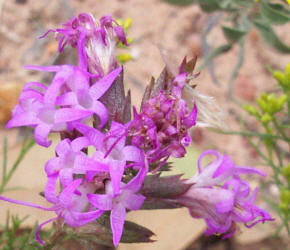 Narrow-leaf Gayfeather, Liatris mucronata